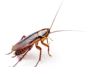 Banish Cockroaches: Reclaim Your Home