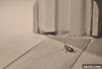 Are Cockroaches a Serious Threat to Your Family and Pets?