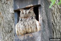 Silent Guardians: Inviting Owls for Natural Rodent Management