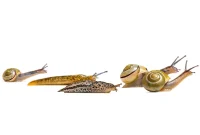 7 Brilliant Eco-Friendly Ways to Banish Slugs and Snails From Your Garden