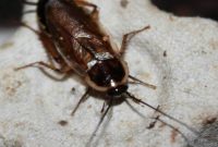 Detecting and Eradicating Pennsylvania Wood Cockroaches
