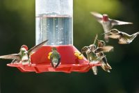 Nectar No-Nos for Hummingbirds