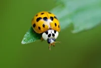 Ladybug Versus Asian Lady Beetle How to Tell Them Apart