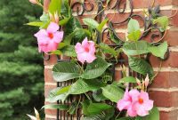Effortless Container Gardening