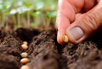 The Smart Gardener’s Planting Calendar