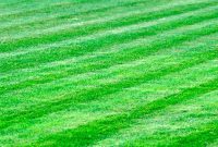 5 Smart Strategies to Prevent Neighboring Weeds From Invading Your Garden