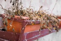 The Green Engine: Why Sunlight Is Indispensable for Plant Survival