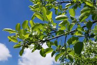 Eliminate Buckthorn
