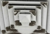 Cladosporium Mold: Your Essential Guide