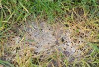 Your Essential Guide to Fusarium Mold