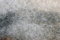 Understanding Rhizopus Stolonifer Black Bread Mold