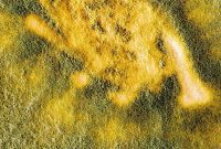 Trichoderma Mold: Friend or Foe?