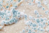 Aspergillus Mold: Insights for Health and Home