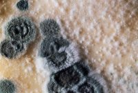 Penicillium Mold A Definitive Guide