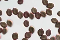 Understanding Chaetomium Mold