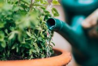 Water-Wise Wonders: Nurturing Your Garden with Less