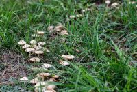 The Truth About Fairy Rings What Causes Those Mysterious Lawn Circles