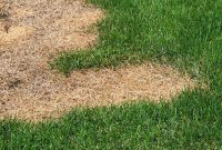 Bring Your Dry Lawn Back to Life