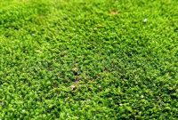 Moss Grass: Embrace or Eradicate