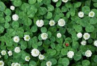 Clover: Embrace or Eliminate?