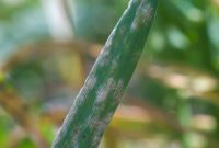 The Truth Behind Your White Grass