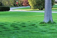 Lawn’s Lush Islands