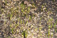 Unlock the Best Time to Plant Your Lawn