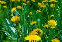 A Field Guide to Yellow Weeds