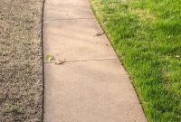 The 10 Most Persistent Lawn Problems