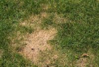 Unmasking Brown Patches in Your Grass