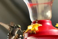 Sweet Nectar, No Pests: Natural Strategies for Hummingbird Feeders