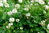 Beyond Grass Why a Clover Lawn is Your Next Smart Move