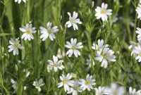Stop Chickweed in Its Tracks: Identify and Eliminate