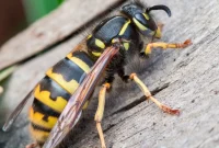 Bees Versus Wasps 6 Key Contrasts