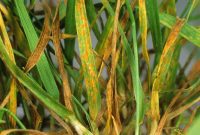 Banish Grass Rust: Causes, Prevention, and Cure
