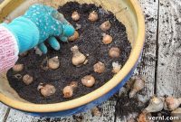 Fall Bulbs: Essential Pre-Planting Advice