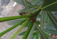 Identifying Red and Black Insects Around Your Home