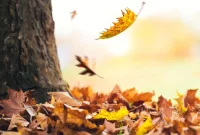 Smart Shopping for Your Leaf Mulcher