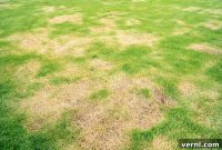 Eliminating Large Yellow Patches from Your Lawn