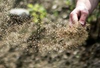 Thicker Greener Healthier: The Power of Overseeding