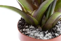 Is Your Potting Mix Past Its Prime?