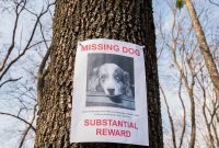 My Dog Went Missing Heres What to Do Next