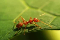 Ants The Unseen Threat to Your Home and Family