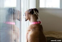 Optimal Indoor Temperature for Dogs and All Pets