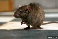No More Rats: A Homeowner’s Guide