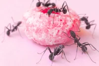 The Homeowners Guide to Eliminating Ants