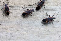 Boxelder Bugs: The Truth About Their Danger to Homes and Health