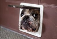 Köpek Kapınızı Kışa Hazırlayın: Sıcak Bir Ev ve Mutlu Bir Dost İçin