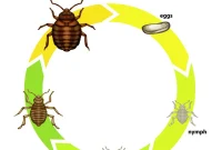 Understanding Bed Bug Life Stages