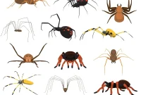 The Truth About Spiders: Threats to Your Family, Pets, and Home
